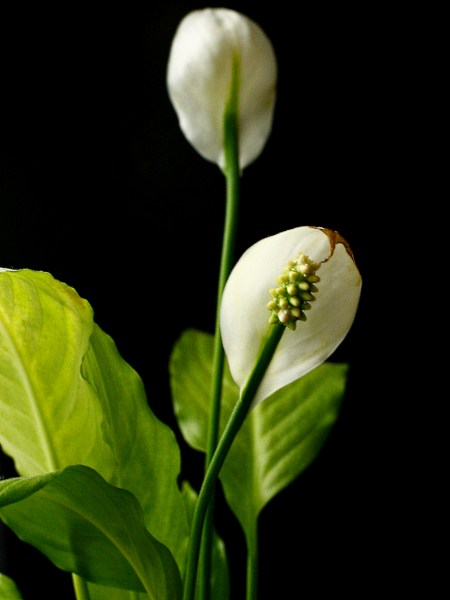 Przykładowa fotografia kwiata