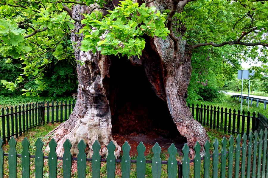 Dziupla w dębie Jana Bażyńskiego