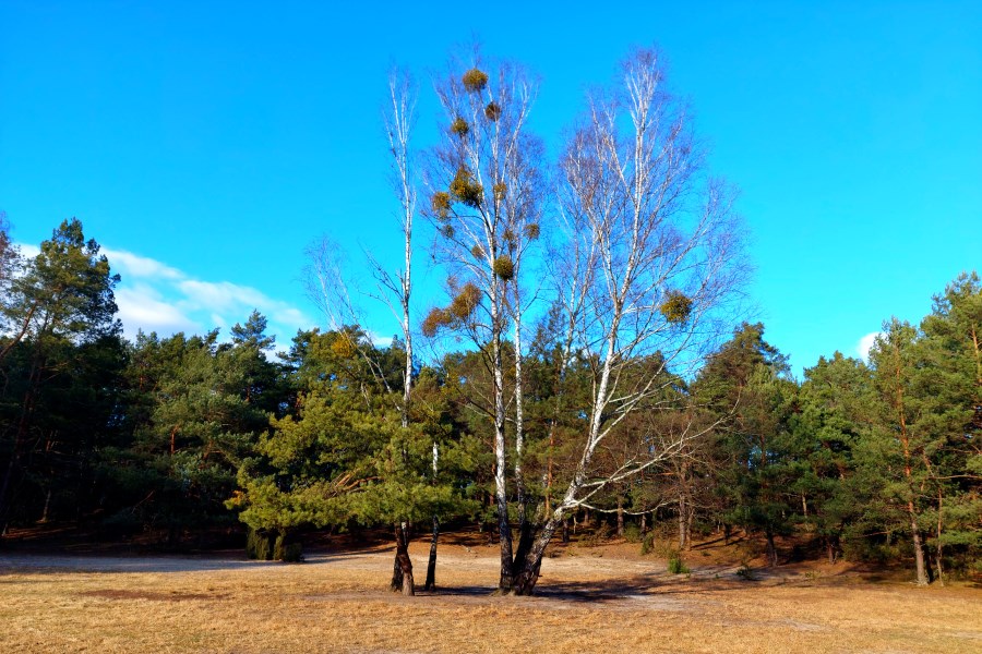 Polana Pociecha Kampinos 