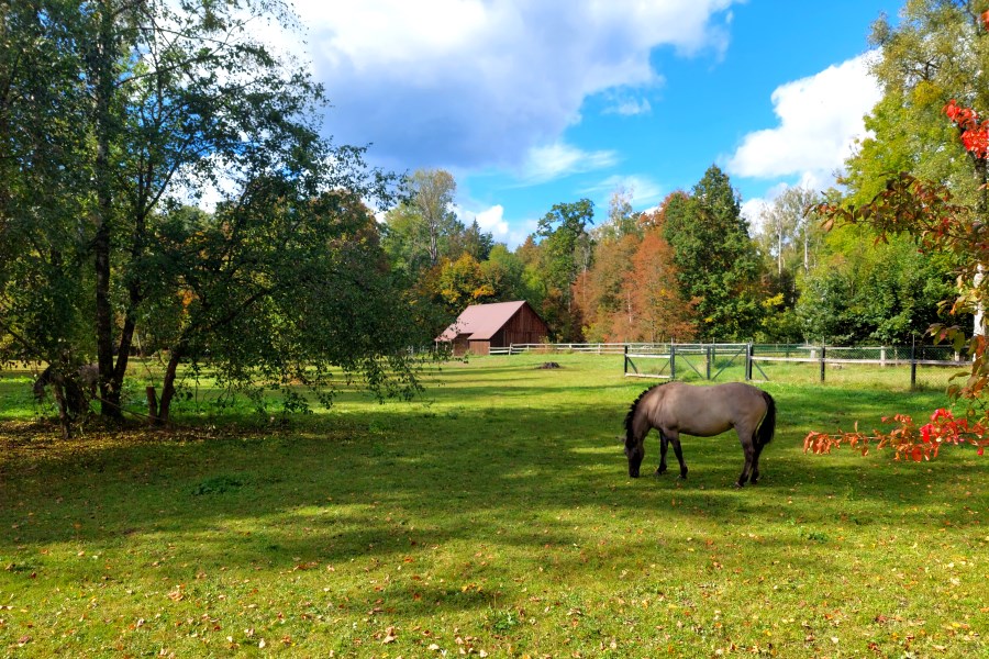 Rezerwat pokazowy żubrów w Białowieży