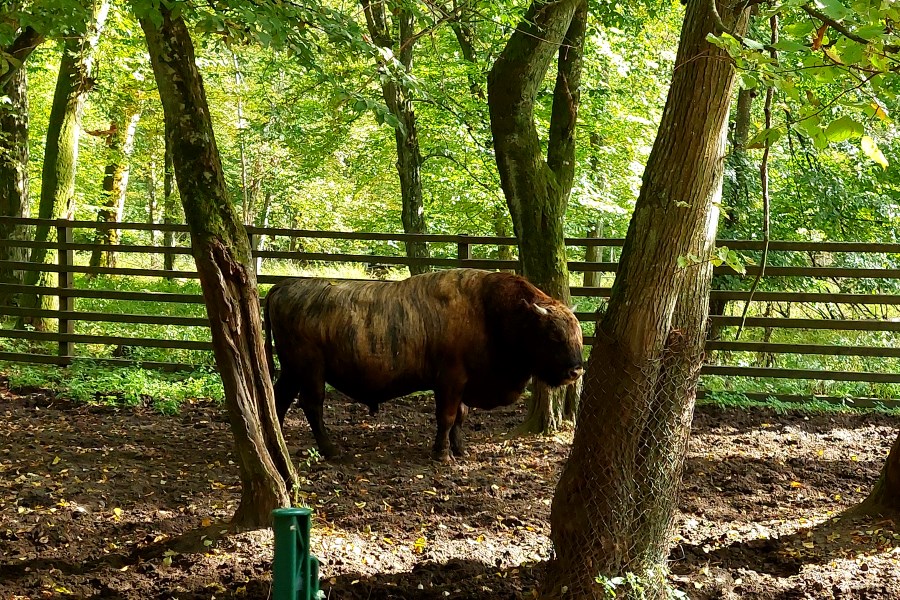Rezerwat pokazowy żubrów w Białowieży