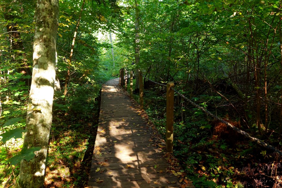 Ścieżka Żebra Żubra w Białowieży